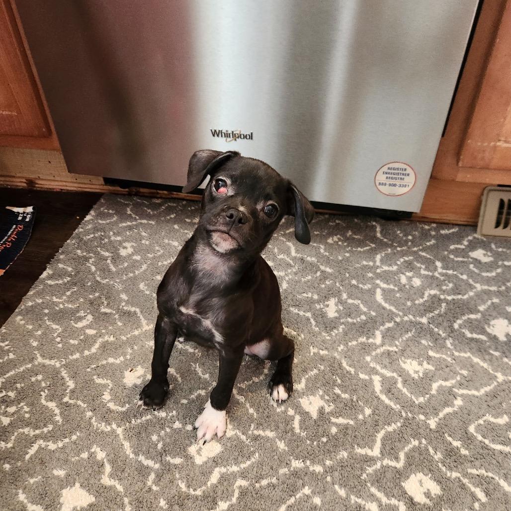 Zoey (Hailey)