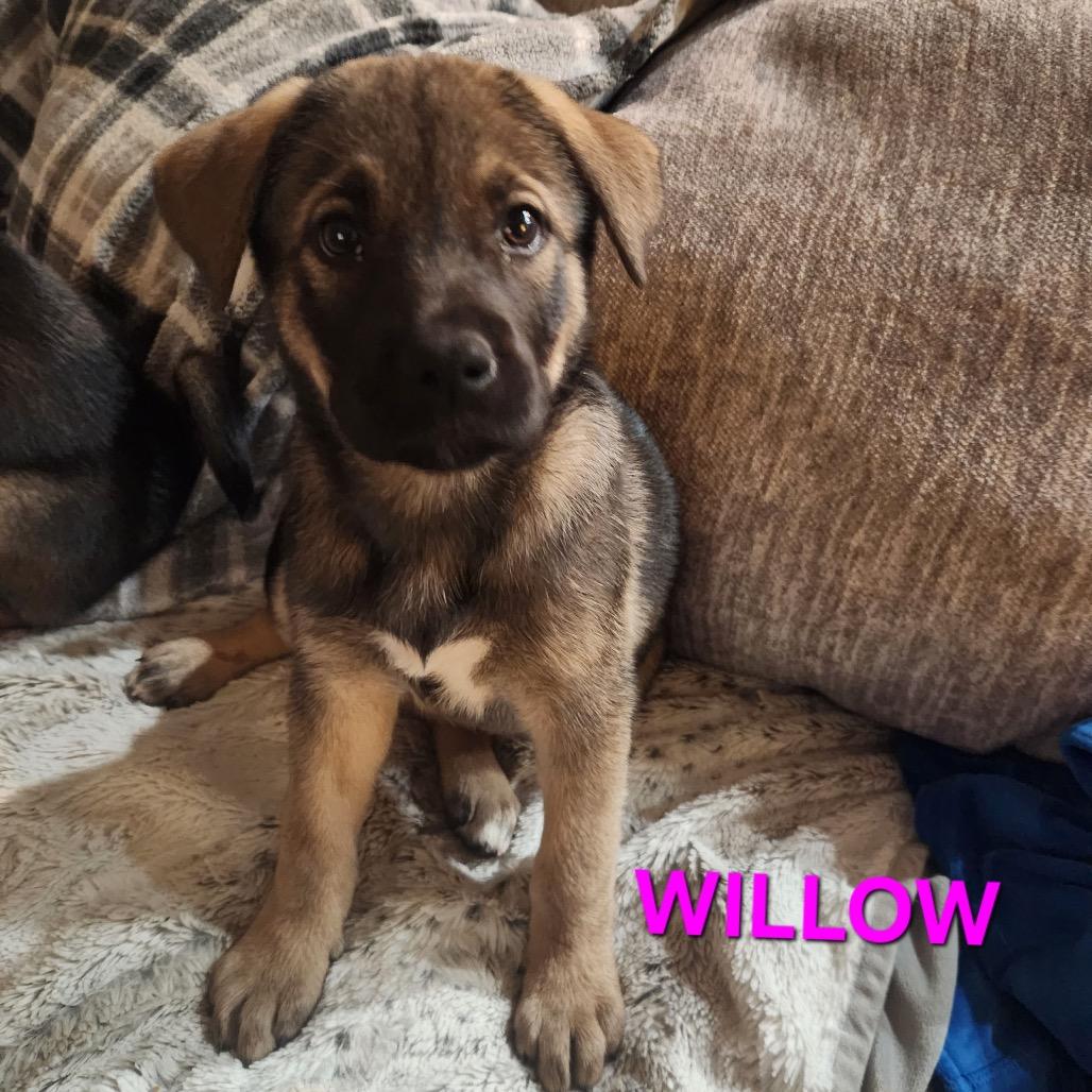 Willow 