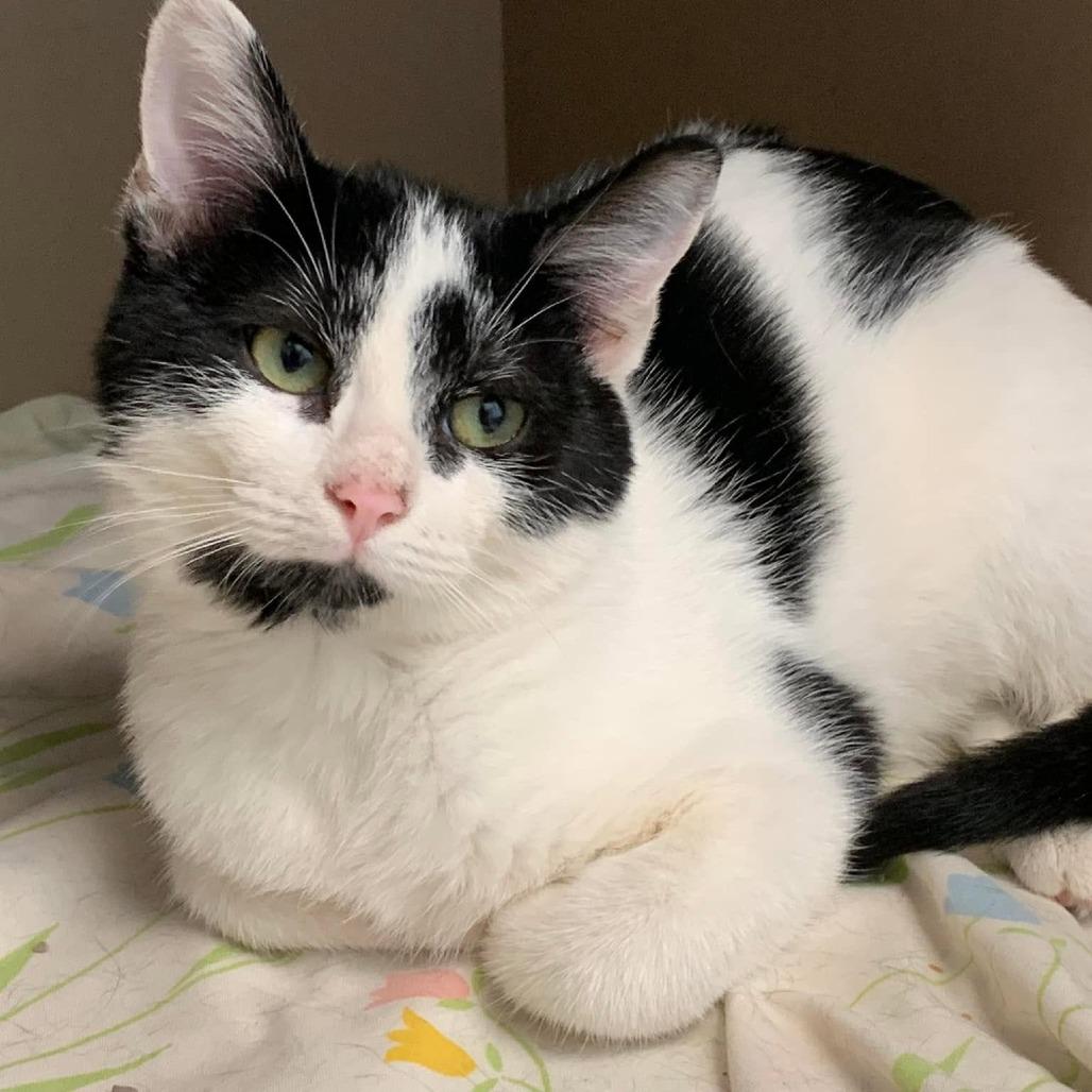 Pongo