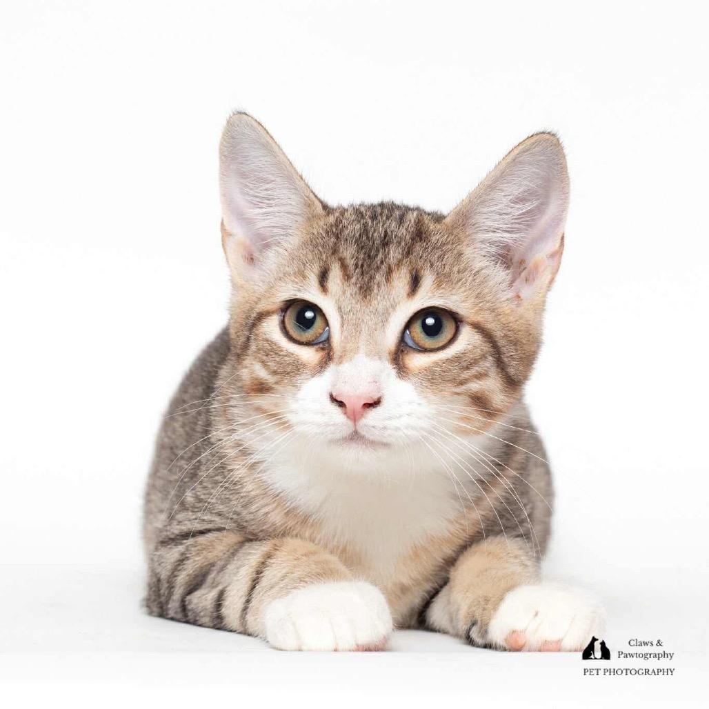 Rufus Renew PW