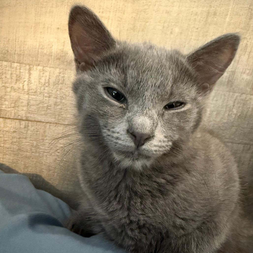 Gracie