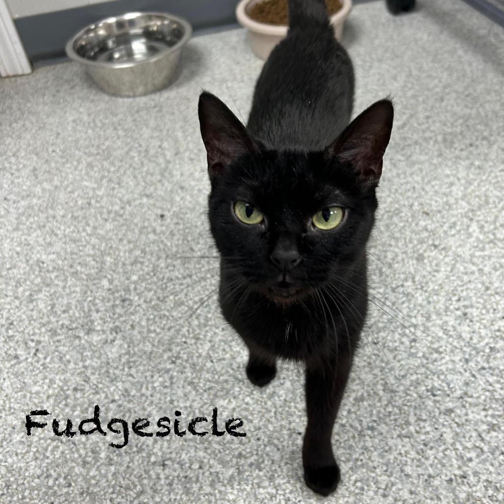 Fudgesicle 