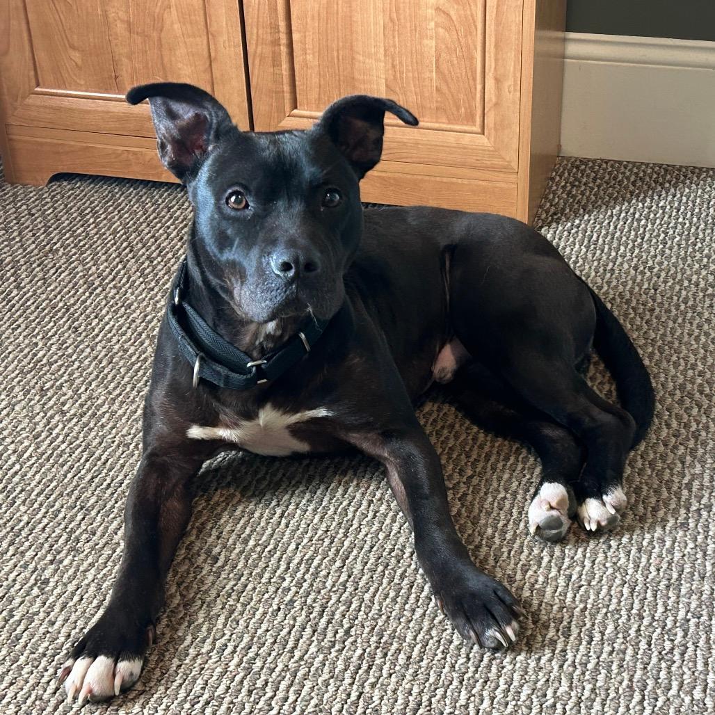 Benny Goodman (Reduced Rover)