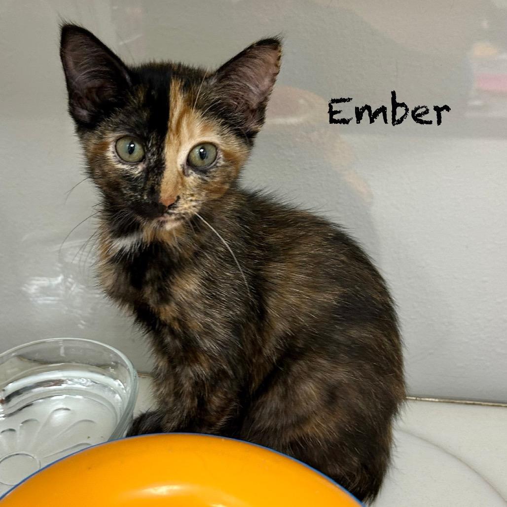 Ember