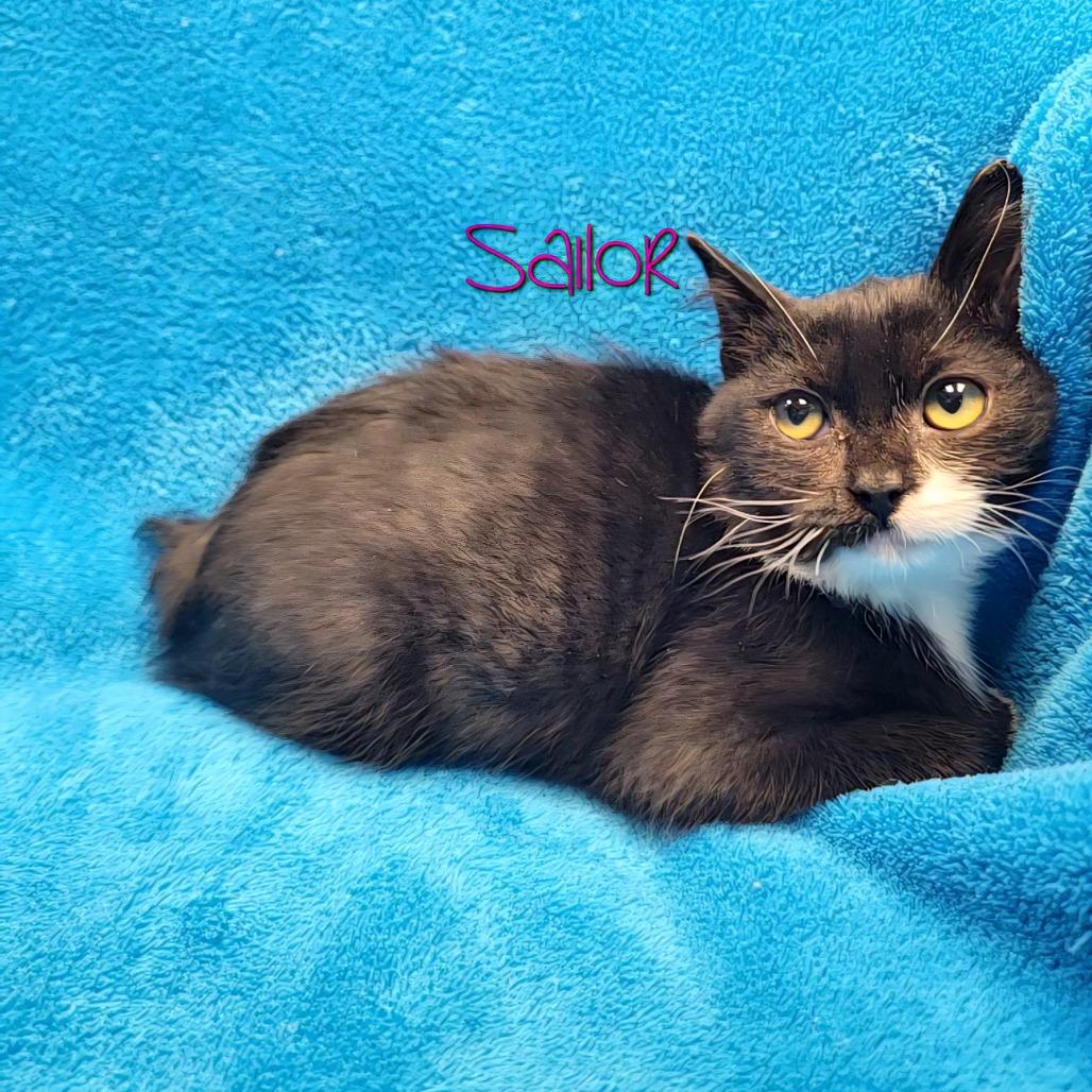 Sailor