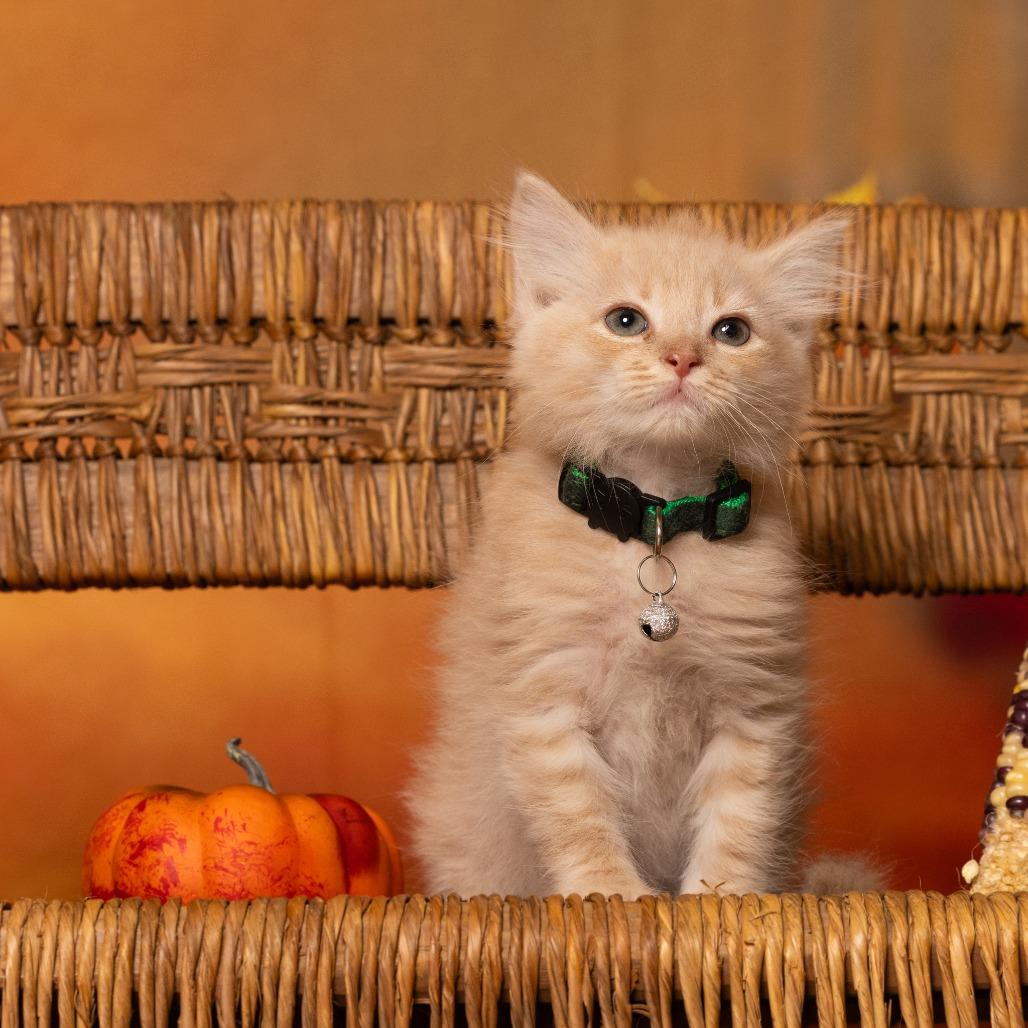 Ginger