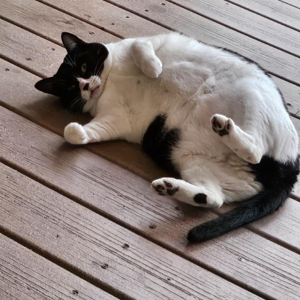 Molly