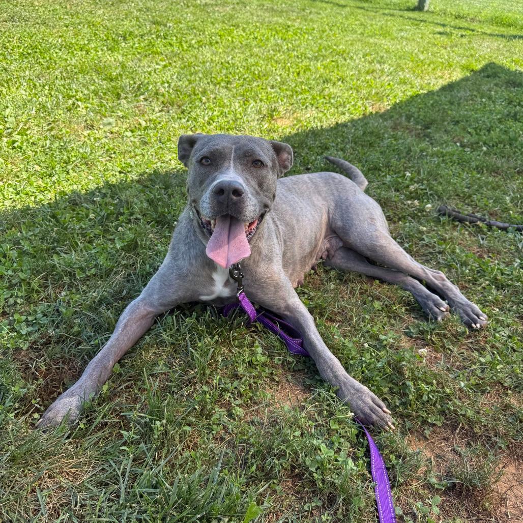 Hazel