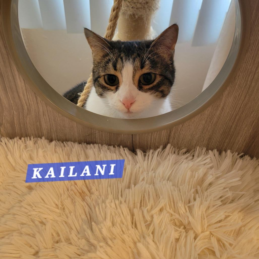 Kailani