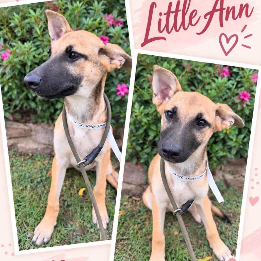  Little Ann