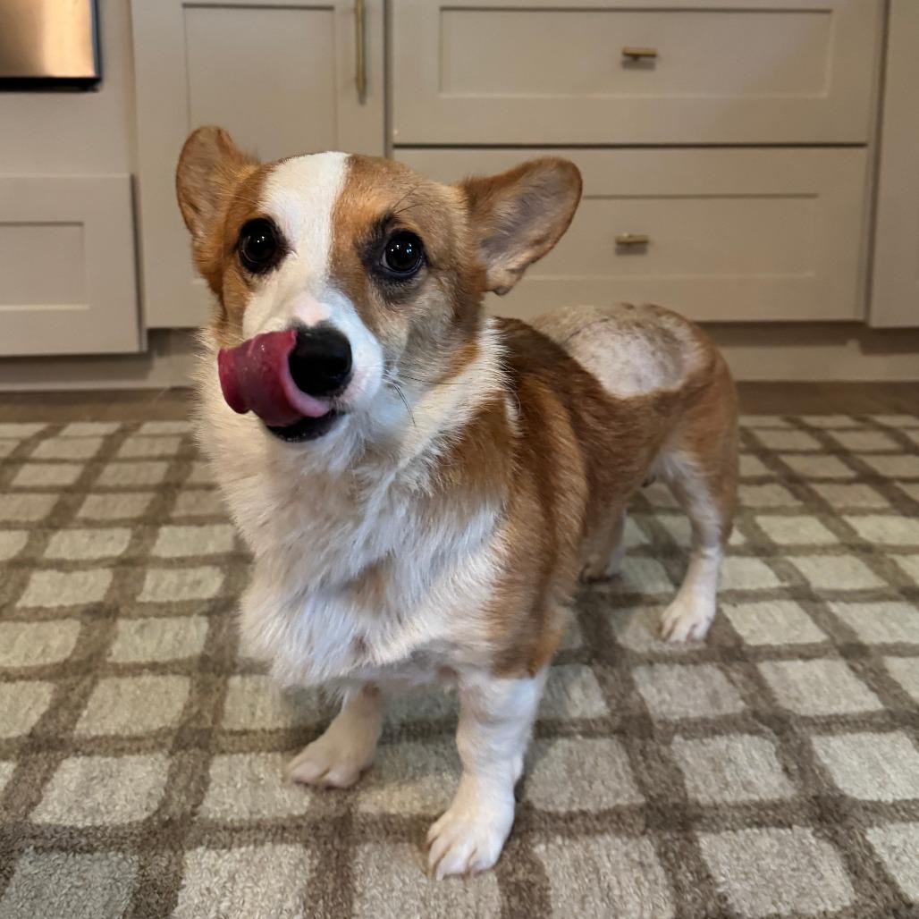 Corgi