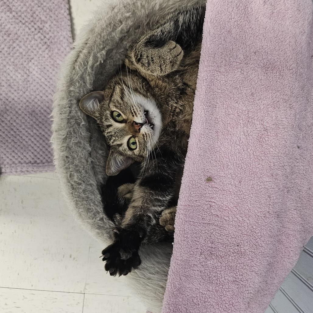 Mindi