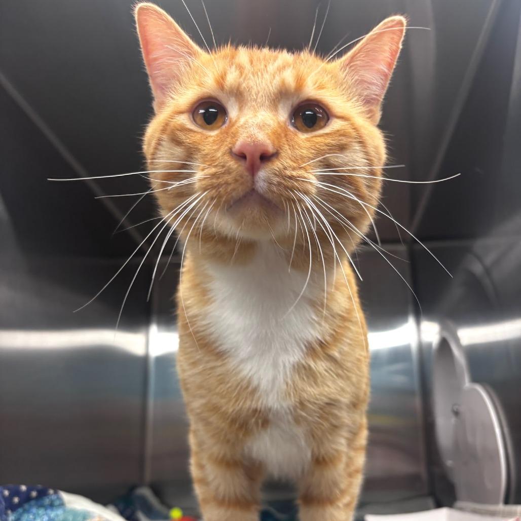 Maury - PetSmart Belleville