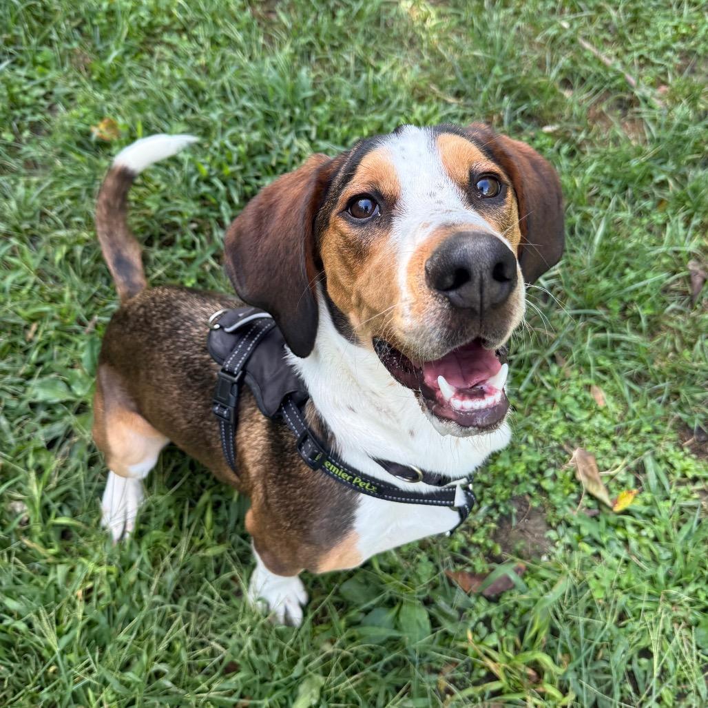 Copper aka Brody
