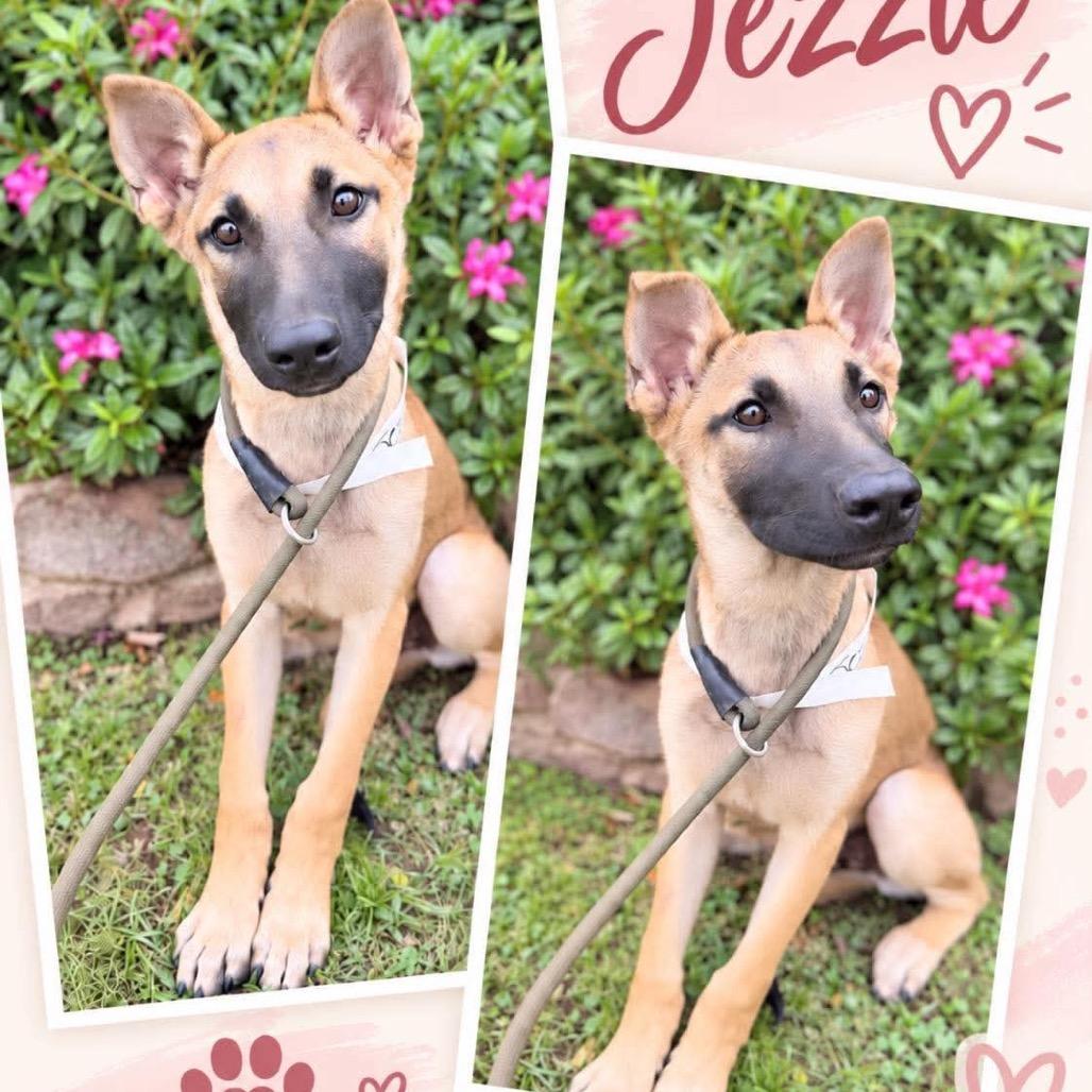  Jezzie