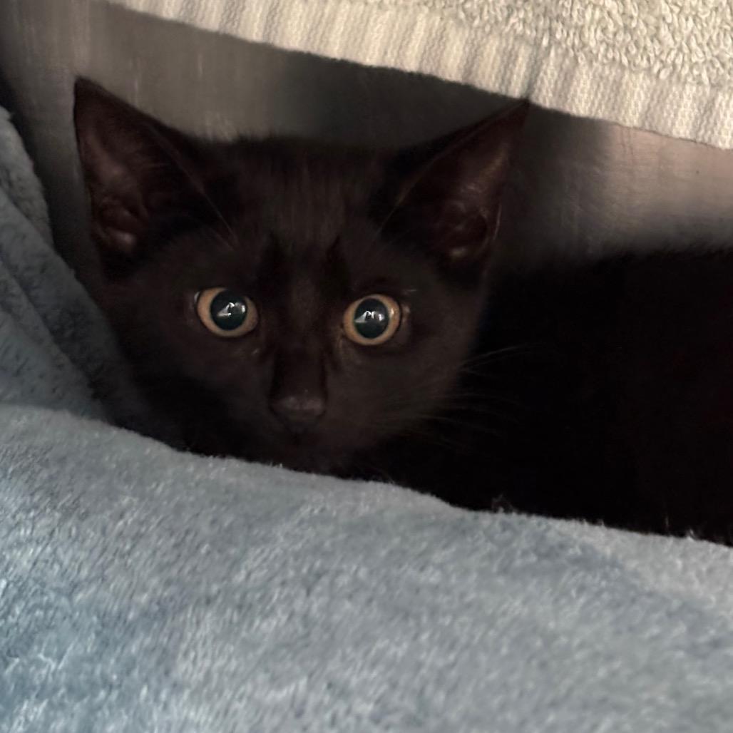 Chicken Noodle-in foster