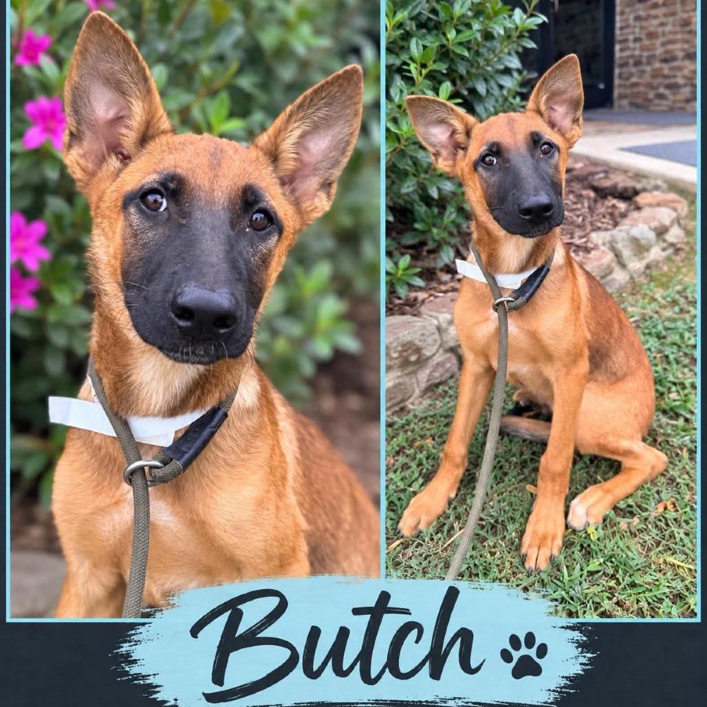  Butch