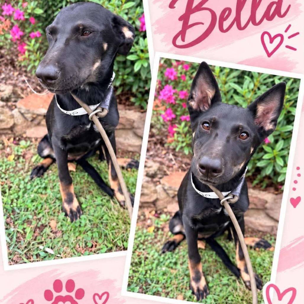  Bella