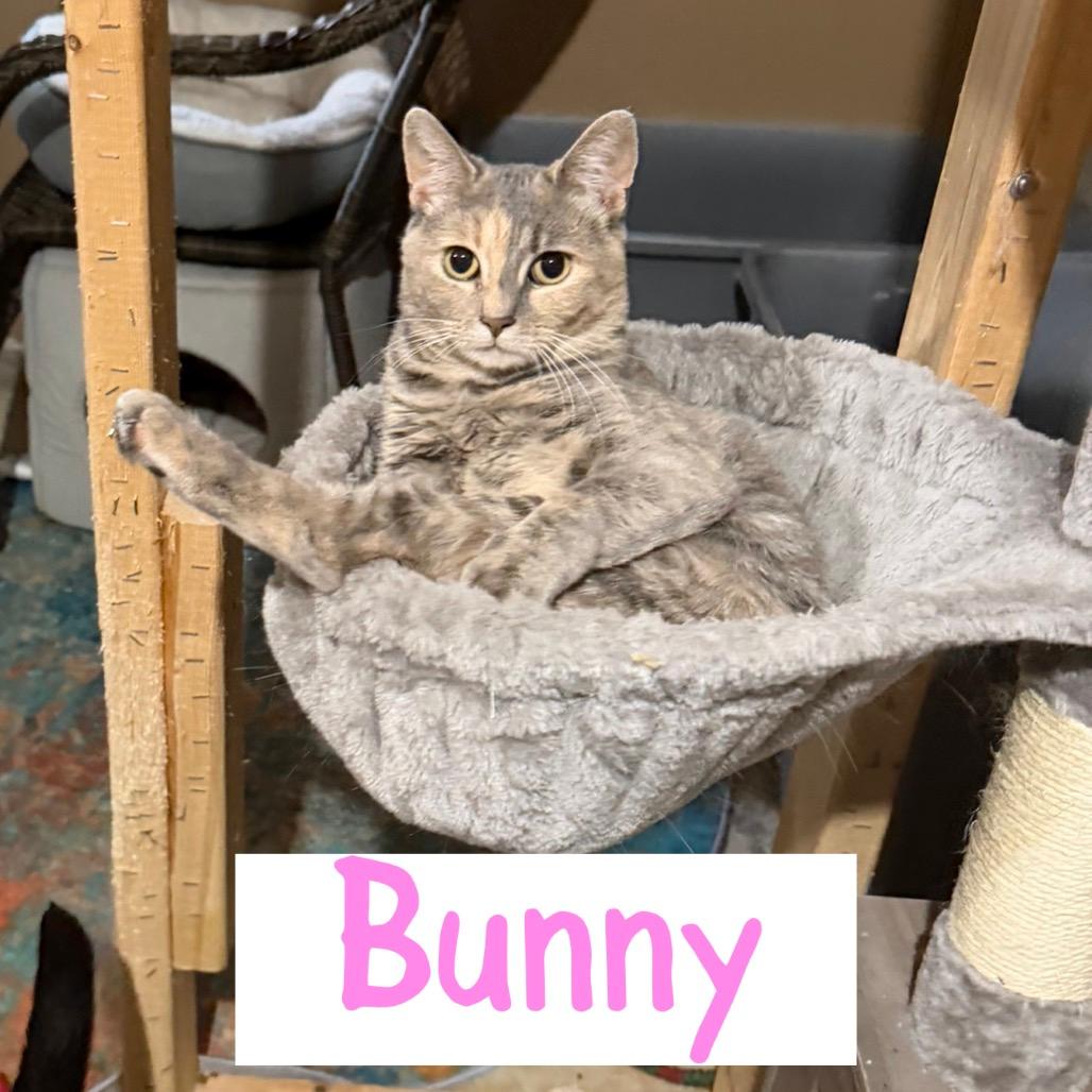 Bunny