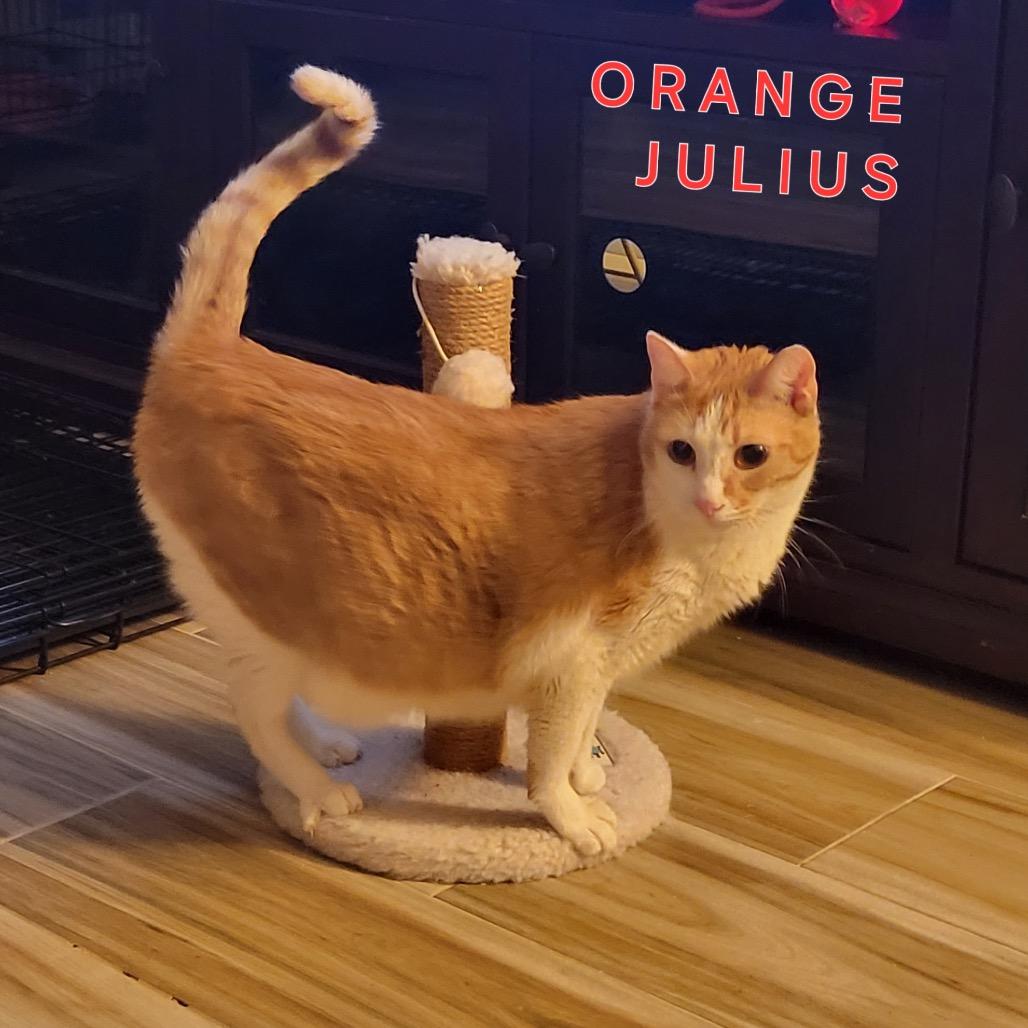 Julius