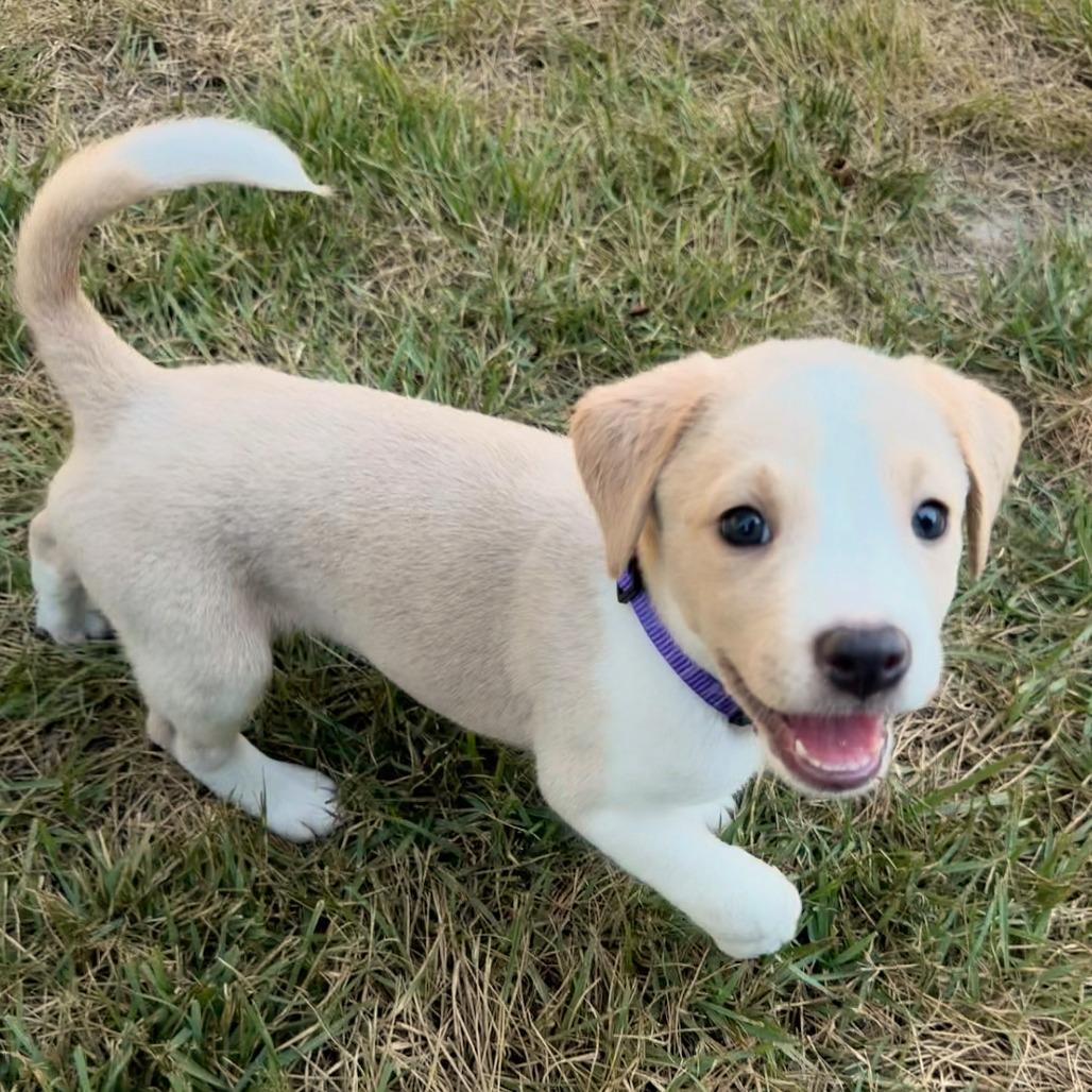 Quinn Stray