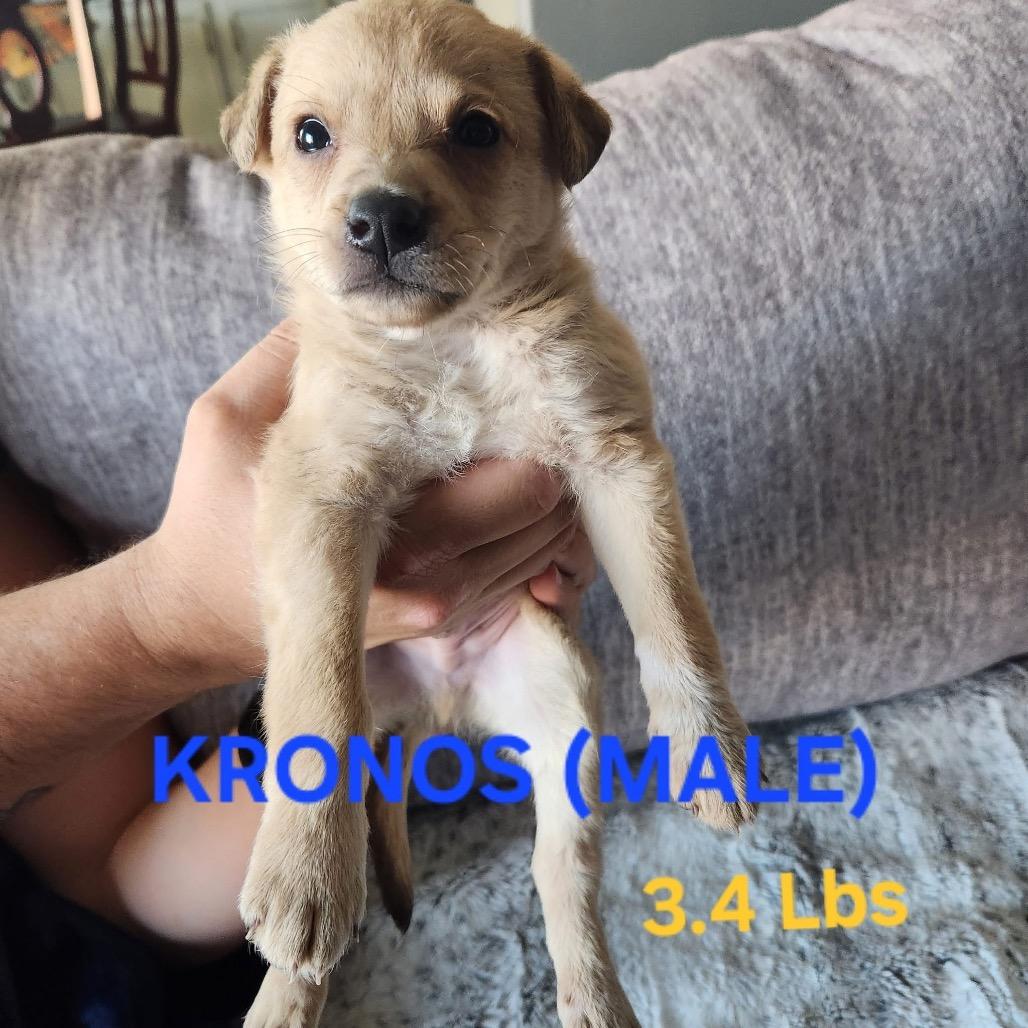 Kronos