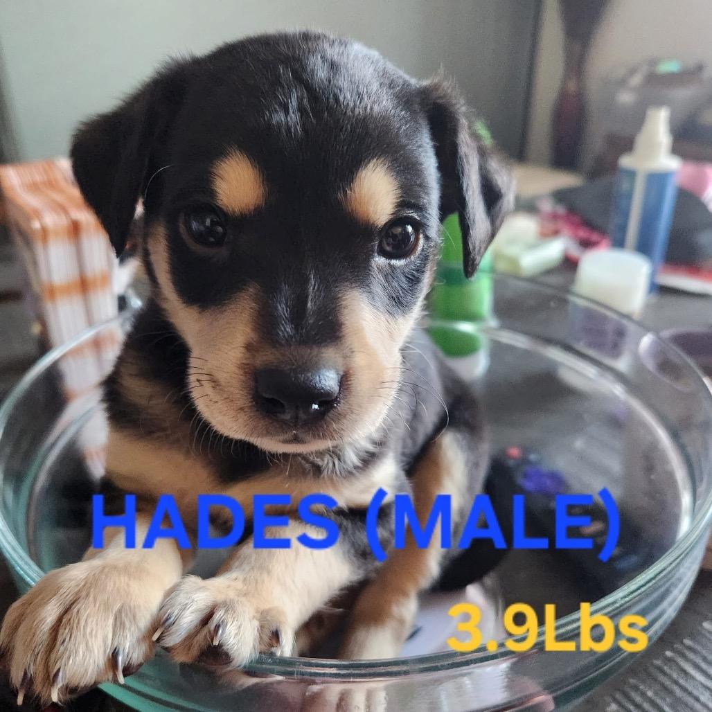 Hades