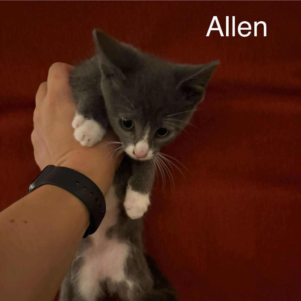 Allen