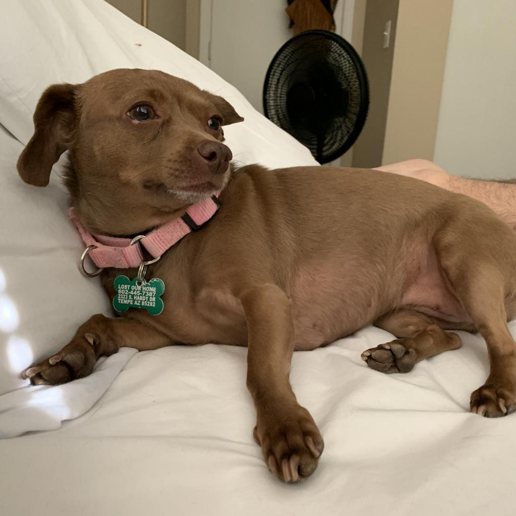 Phoebe