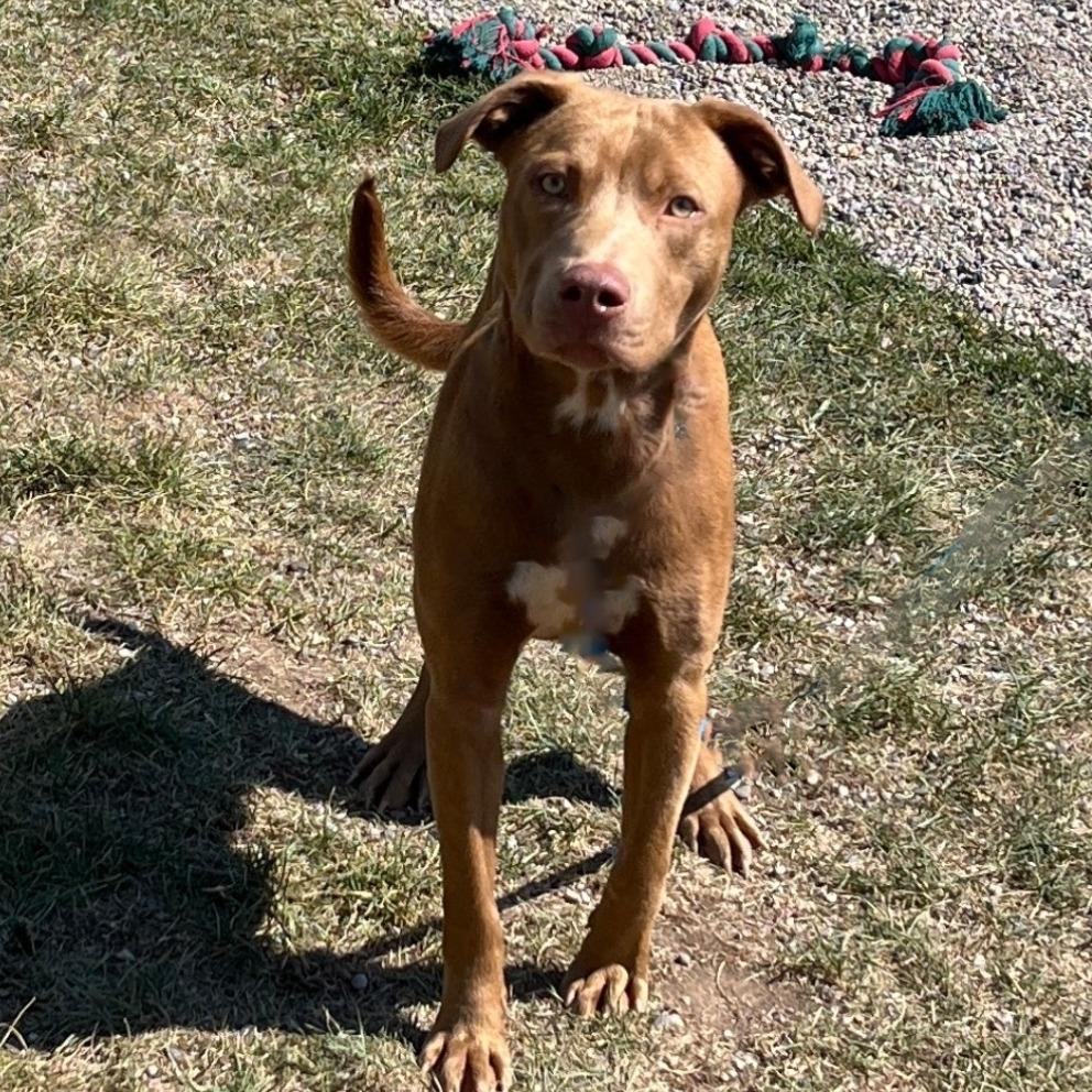 Dirk