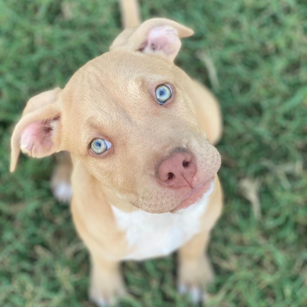Gabriel