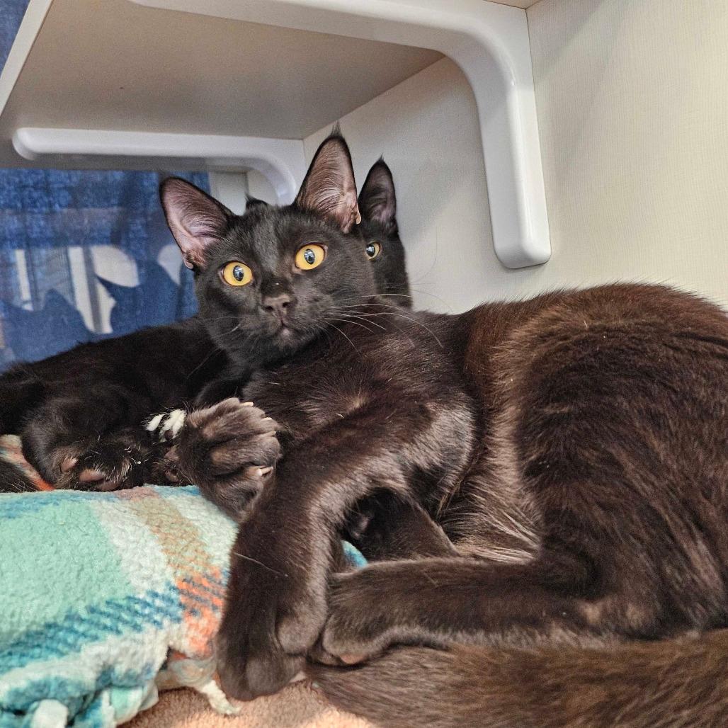 Edward Kittyhands