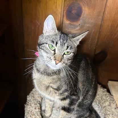 Shyla-In foster-See my video!