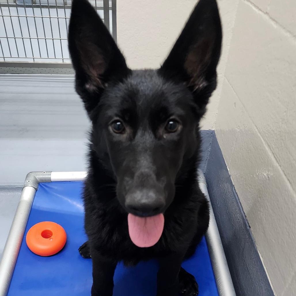 Coraline (puppy) - ECAS