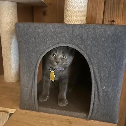 Sheddie-in foster