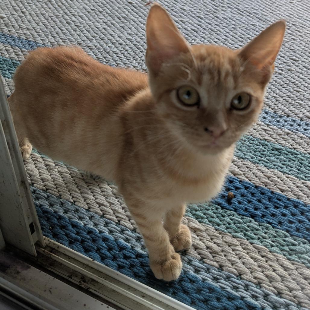 Ginger