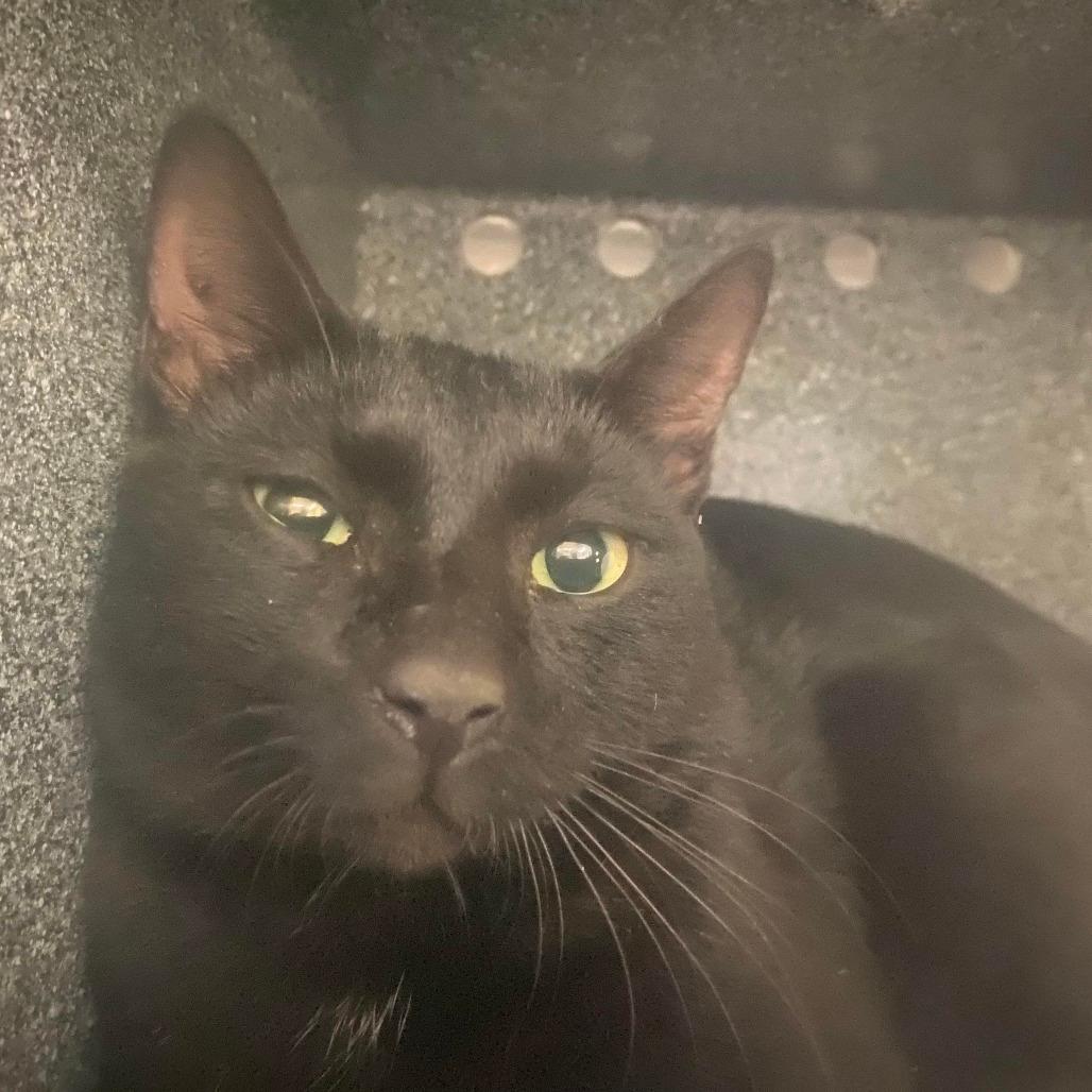 LCHS-Stray-80598