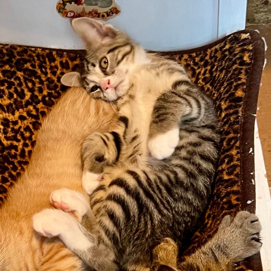 Posie