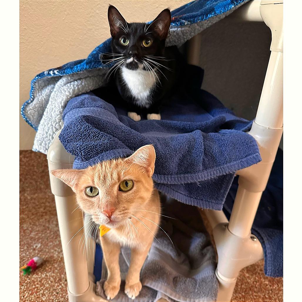 Stormy w/ Bella-2 fur 1!-In foster