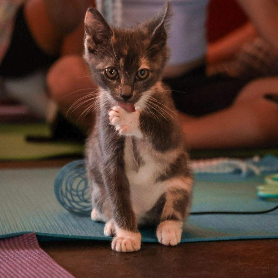 Grey Goose (Pub Kittens)