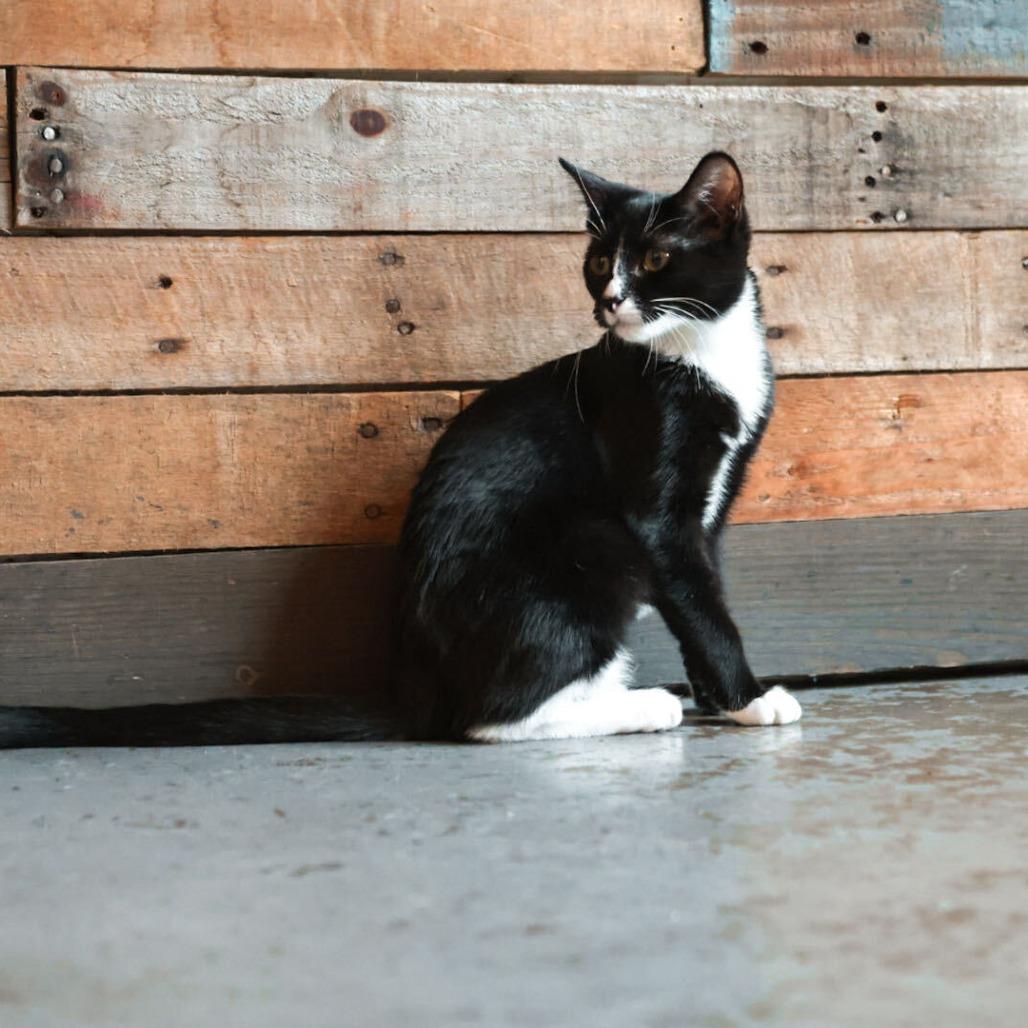 Guinness (Pub Kittens)
