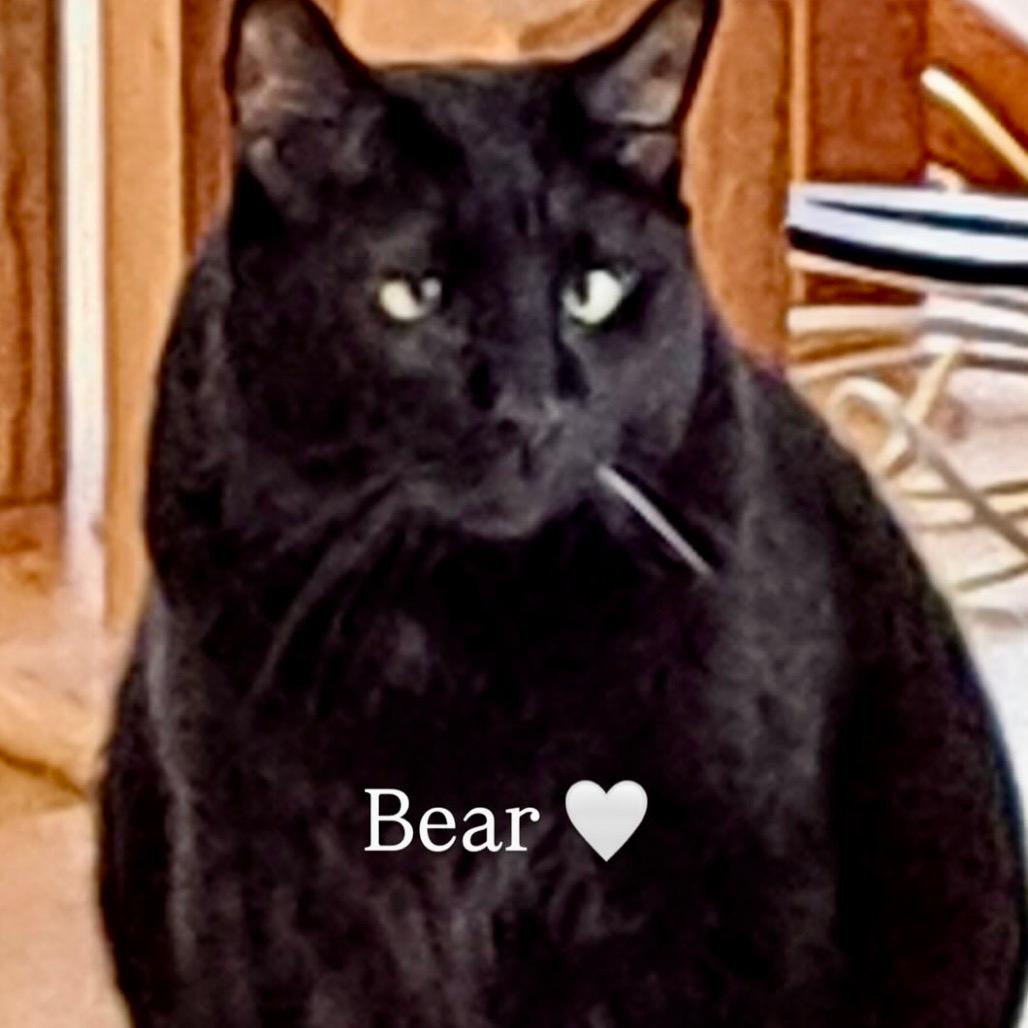 Bear