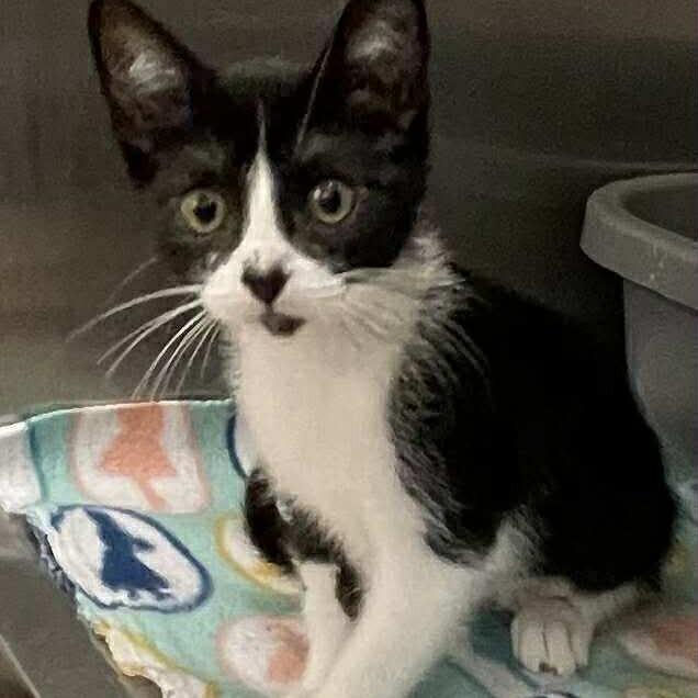 Pita *Meet me at Plymouth Petsmart*