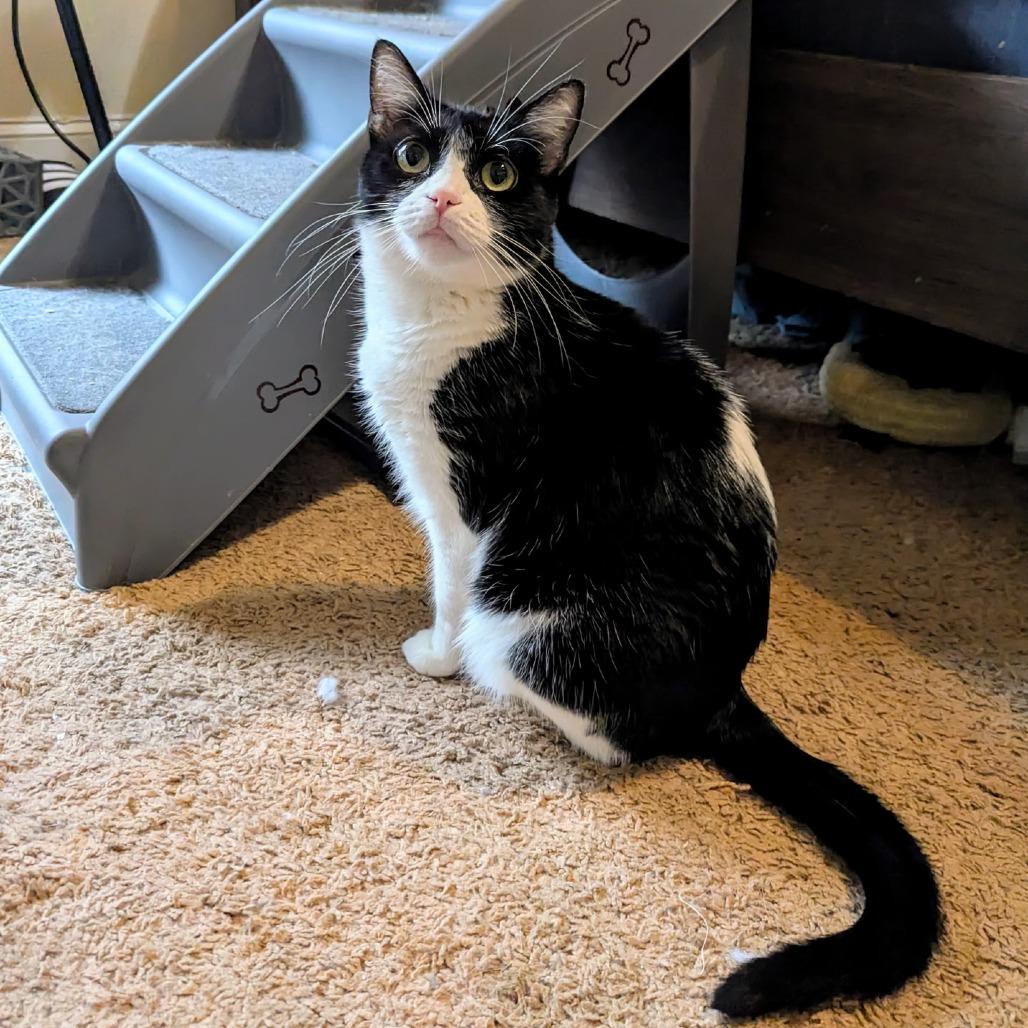 Pepper
