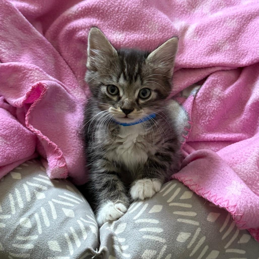 Jace