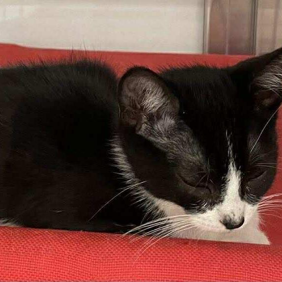 Brioche *Meet me at Plymouth Petsmart*
