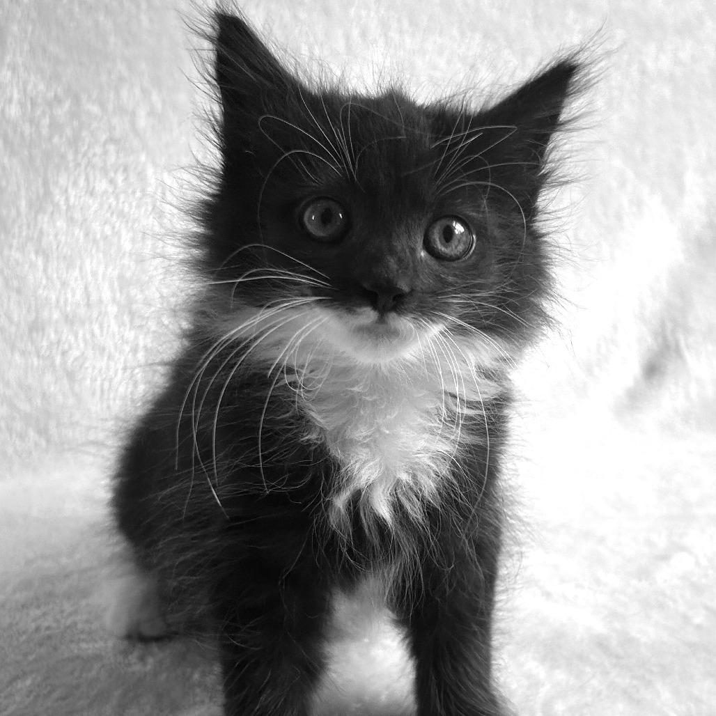 Castiel