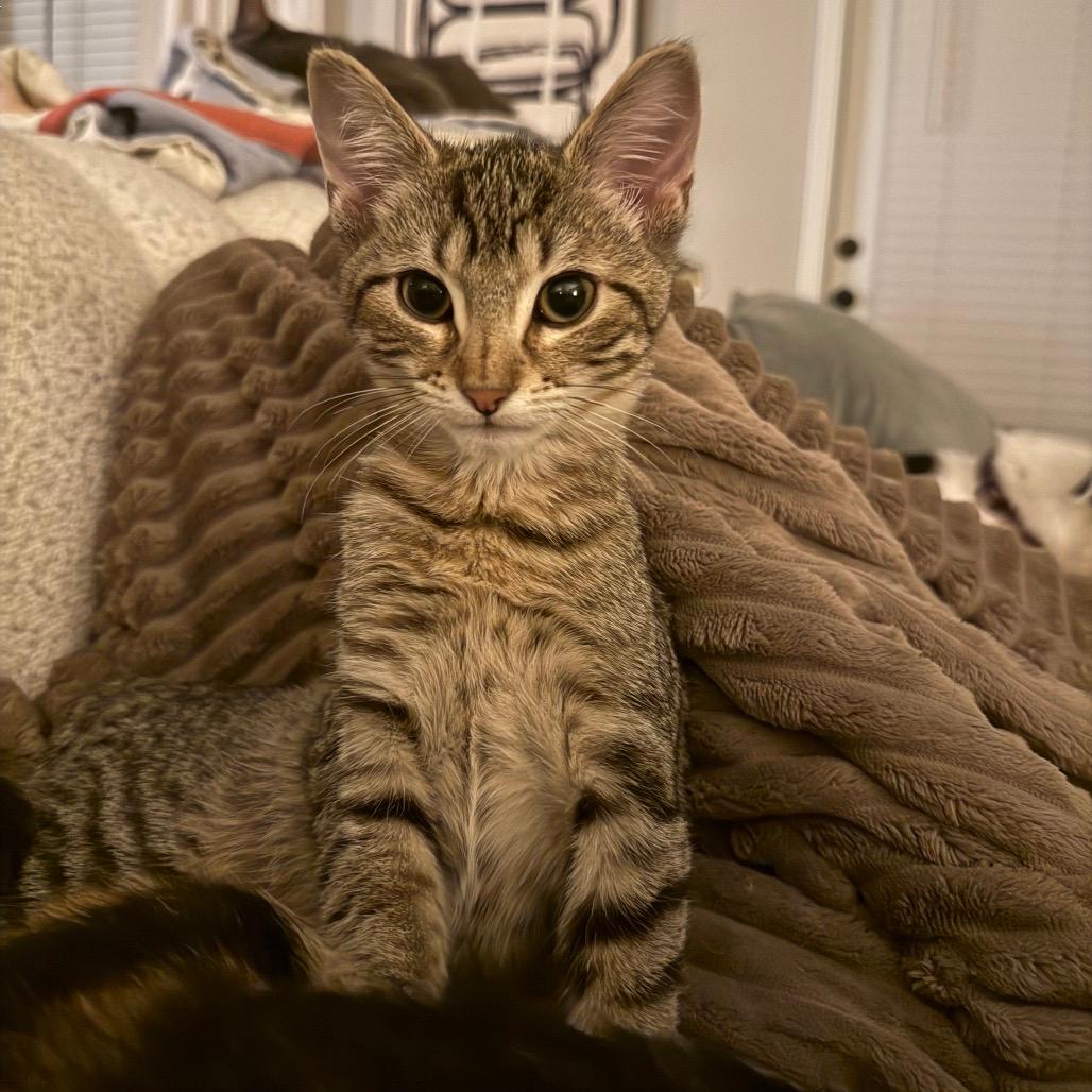 BusterBrown (Dusty)