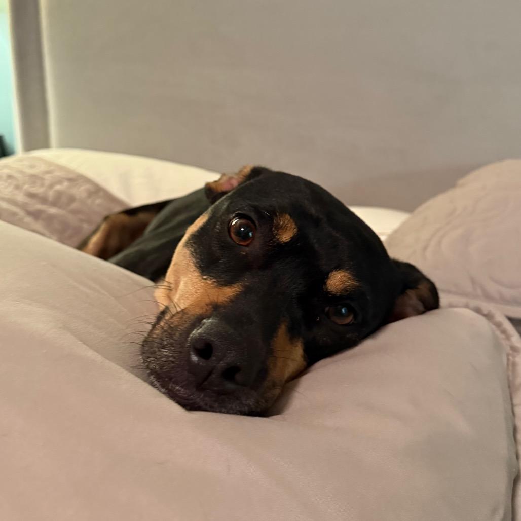 Zola (Adoption Fee-SPONSORED!) In Foster