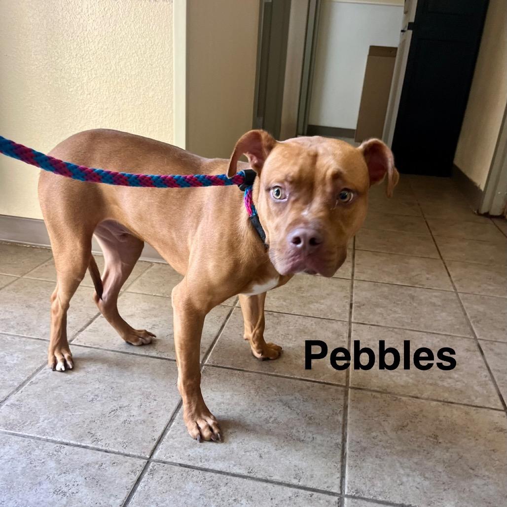 Pebbles